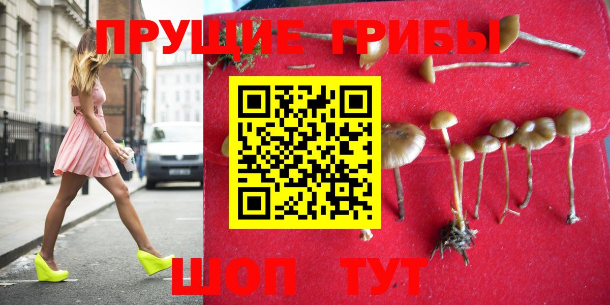 Псилоцибиновые грибы Psilocybine cubensis  Псилоцибиновые грибы прущие грибы  Бугуруслан  Вход с VPN 